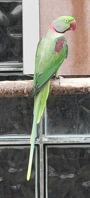 Großer Alexandersittich 