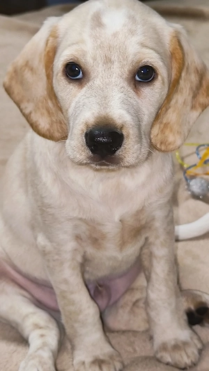 engl. Cocker Spaniel Mix Welpen 