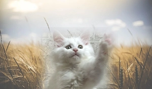 Nur noch 1 reinrassiges typvolles Cooni Mädchen o.P.