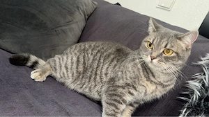 katze sucht neues zuhause