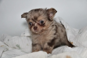 Chihuahua Rüde in Sonderfarbe mit Ahnentafel  Bild 4