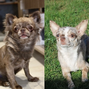 Chihuahua Rüde in Sonderfarbe mit Ahnentafel  Bild 6