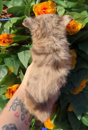 Chihuahua Rüde in Sonderfarbe mit Ahnentafel  Bild 5