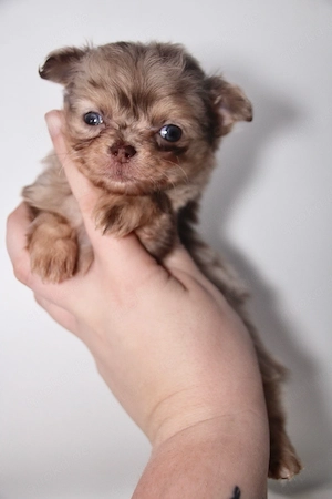 Chihuahua Rüde in Sonderfarbe mit Ahnentafel  Bild 2