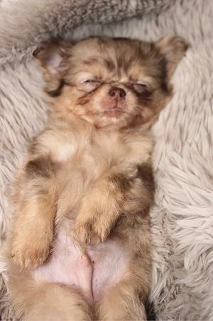 Chihuahua Rüde in Sonderfarbe mit Ahnentafel  Bild 3