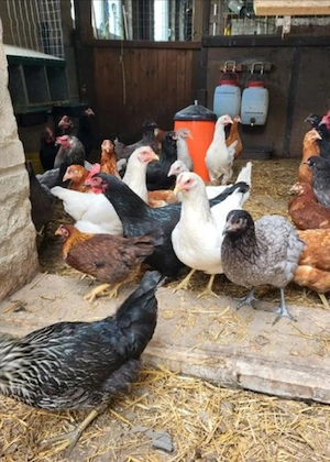 Suche 3 Ganznormale Legehühner