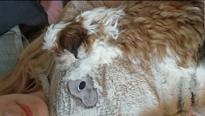 2 Hundeschwestern schweren Herzens abzugeben