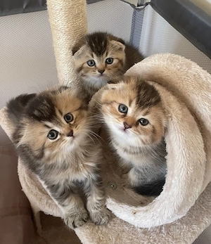 Wunderschöne Baby Kitten mit goldenem Fell suchen ein liebevolles Zuhause 