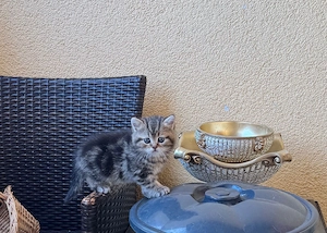 sehr süße babykatze 