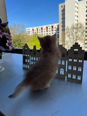 sehr süße babykatze