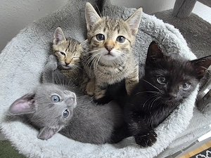 Kitten Bkh suchen ein Zuhause 