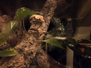 Kronengecko Rot Lilly white 0.1