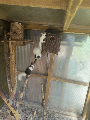 Europäische Eichhörnchen 