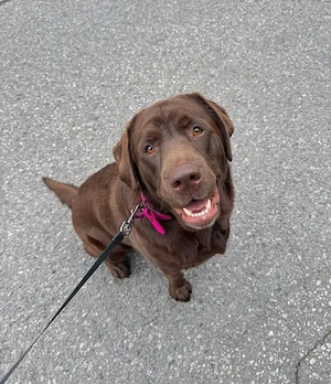 Reinrasinger Labrador