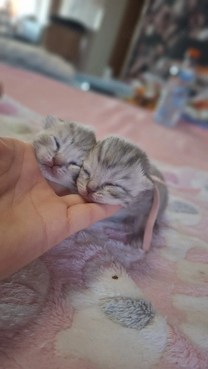 2 Mädchen in Lilac Tabby Abgabebereit ca. zum 20.6.26