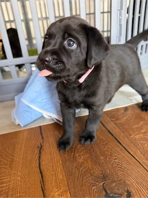 Wunderschöne schwarze Labradorwelpen mit Papieren