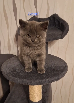 BKH Reinrassige Kitten 