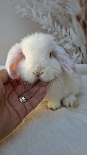 Minilop, Zwergwidder, Geschwister, Jungtiere