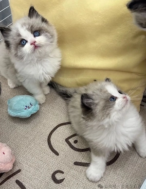 Ragdoll Kitten
