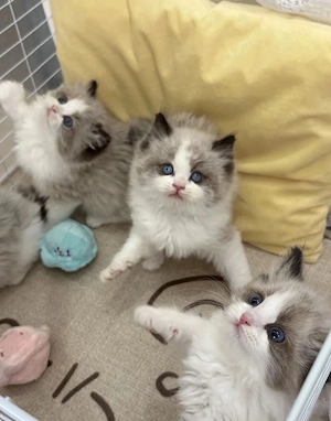 Ragdoll Kitten Bild 2