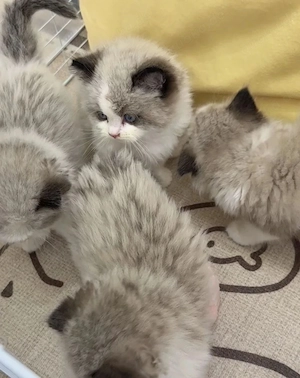 Ragdoll Kitten Bild 3