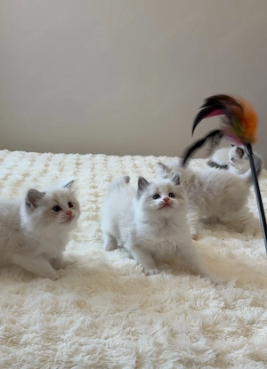 Ragdoll Kitten Bild 4