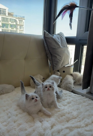 Ragdoll Kitten Bild 5