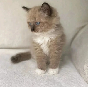 Ragdoll Katzen 
