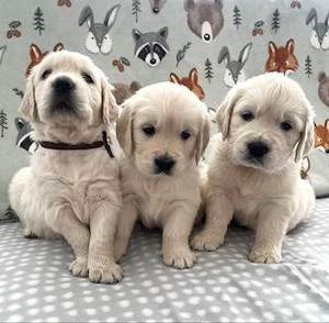 Bezaubernde Golden Retriever Welpen suchen ein liebevolles Zuhause   
