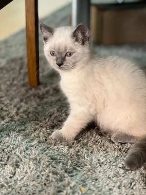 Wunderschöner BKH  Kater sucht ein liebevolles Zuhause 