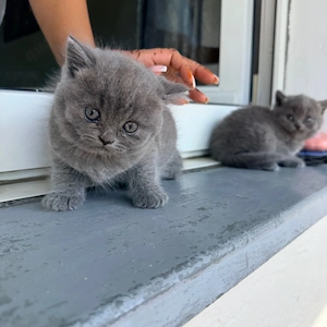 BKH weiblich zu verkaufen