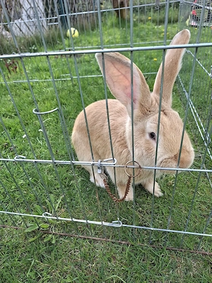 Deutscher Riese Mix Männchen 
