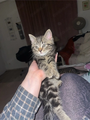 Wunderschöner, großer Kater (11 Monate)   nur in liebevolle Hände abzugeben 