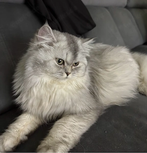 Wunderschöne Katzen (BKH & BLH) reinrassig, liebevoll, suchen neues Zuhause Bild 3