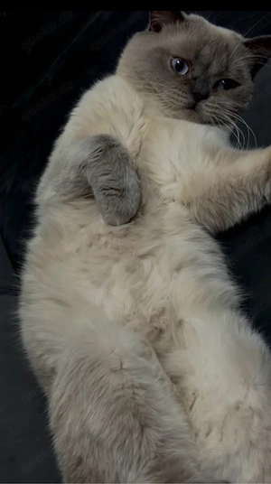 Wunderschöne Katzen (BKH & BLH) reinrassig, liebevoll, suchen neues Zuhause Bild 4