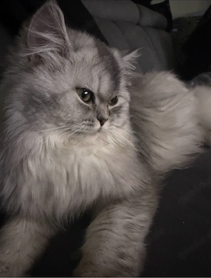 Wunderschöne Katzen (BKH & BLH) reinrassig, liebevoll, suchen neues Zuhause Bild 5