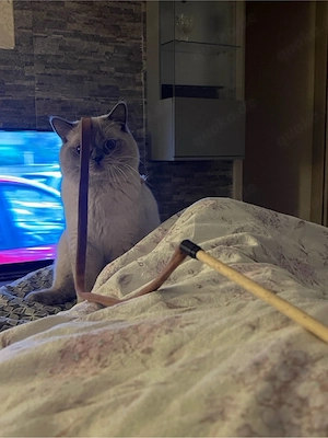 Wunderschöne Katzen (BKH & BLH) reinrassig, liebevoll, suchen neues Zuhause Bild 2
