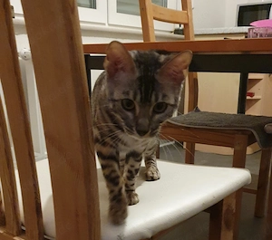 Bengal katze sucht neues Zuhause 