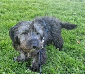 Welpe Elsa, 4 Monate, wird ca. 35-40 cm