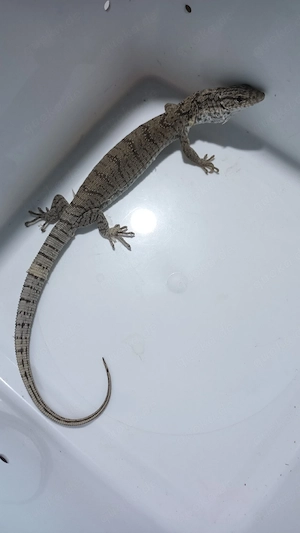 Varanus gilleni 1.0 aus 7 25