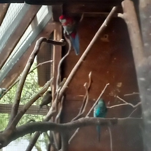 vögel suchen ein Zuhause 
