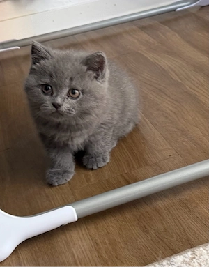 katze bkh 