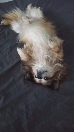 Chihuahua Rüde 8 Jahre alt 