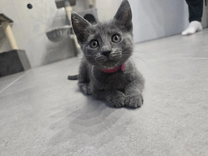  Russisch Blau Kitten   Aus liebevoller Familienaufzucht 