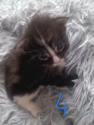 Reinrassige Maine-Coon-Kitten