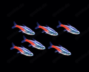 Neonsalmler Neon Tetra Paracheirodon innesi 