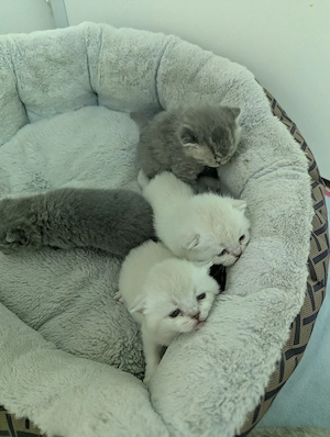 BKH britische kurzhaar kitten 