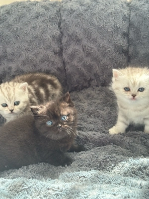 BKH Kitten *Abgabebereit*