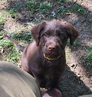 Doodel Welpen  Bild 4