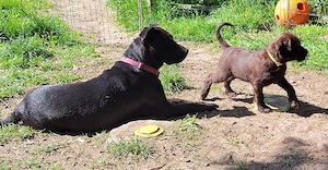 Doodel Welpen  Bild 2